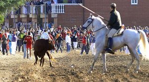 Uno de los toros que tuvo que ser anestesiado ayer. :: FRAN JIMÉNEZ